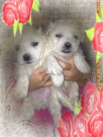 /album/galleria-foto-homepage/a3-mesi-jpg/